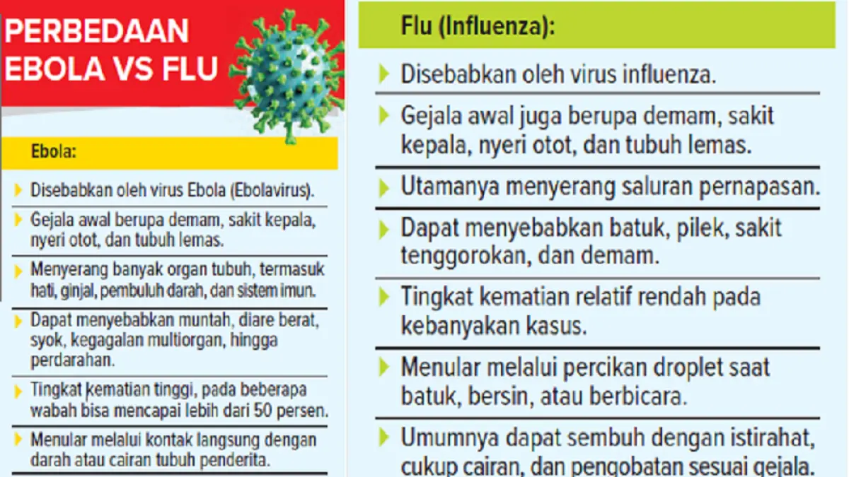 Grafis Ebola VS Flu (DOK JAWAPOS)