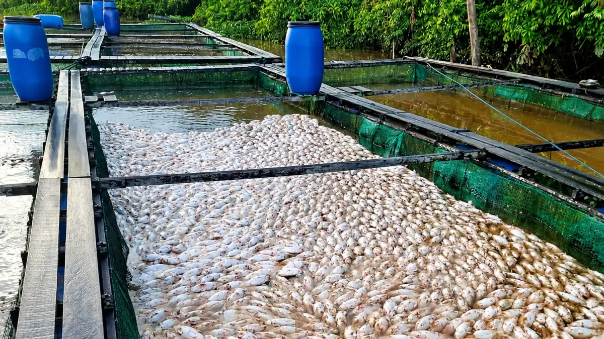 Penampakan ikan budidaya yang mati massal di Sungai Mempawah, Kabupaten Mempawah, Kalimantan Barat. Perubahan mendadak warna air sungai menjadi kebiru-biruan diduga berkaitan dengan kematian ratusan ribu ekor ikan yang kini masih diselidiki tim gabungan pemerintah. (Dok. Warga)