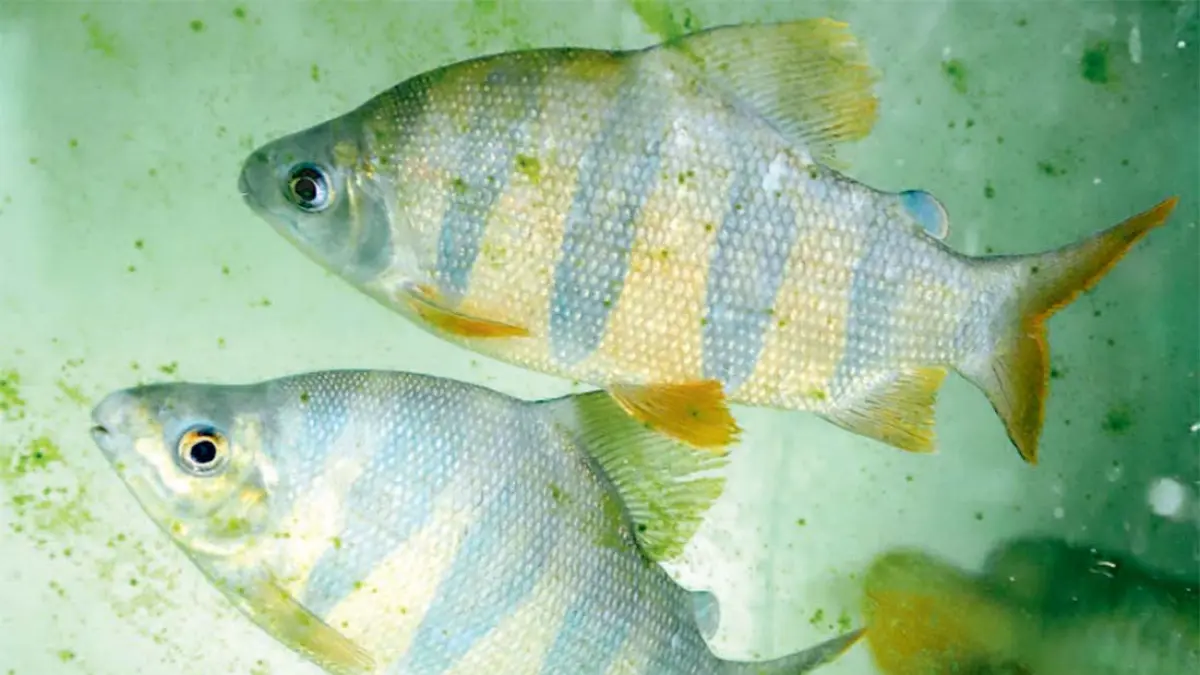 Distichodus sexfasciatus (DOK JAWAPOS)