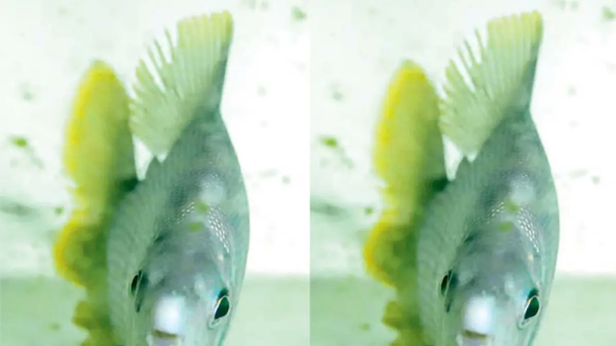 Distichodus sexfasciatus mudah beradaptasi dengan lingkungan baru. (DOK JAWAPOS)