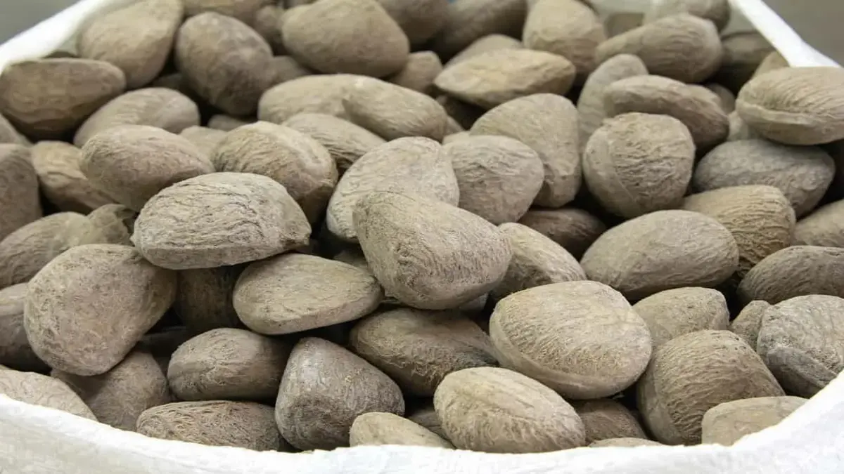 Kluwek adalah jenis biji tanaman yang berasal dari pohon kluwek asli Indonesia. Pohon kluwek ini dikenal sebagai pohon serbaguna, karena hampir semua bagian tumbuhan ini bisa dimanfaatkan. (HELLOSEHAT)