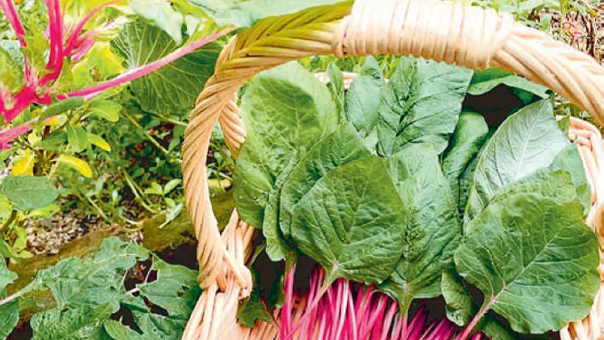 Bayam batang pink dapat ditanam di pot. Jika ingin hasil maksimal, bisa langsung ditanam di tanah. (DOK JAWAPOS)