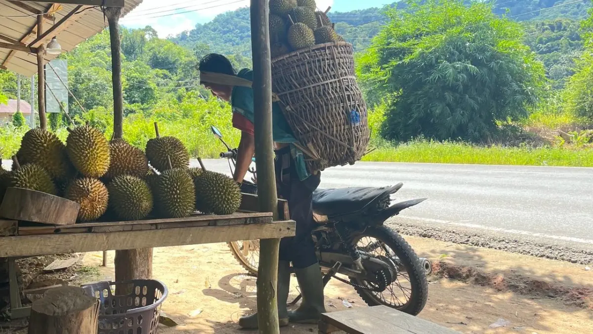 DURIAN : Pemuda asal Sukadana, Kabupaten Kayong Utara, Andi yang sukses mengembangkan perkebunan durian.(IST)