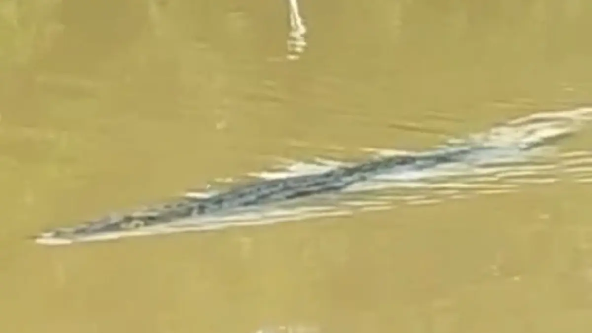 Kemunculan buaya di Sungai Mempawah baru-baru ini.
