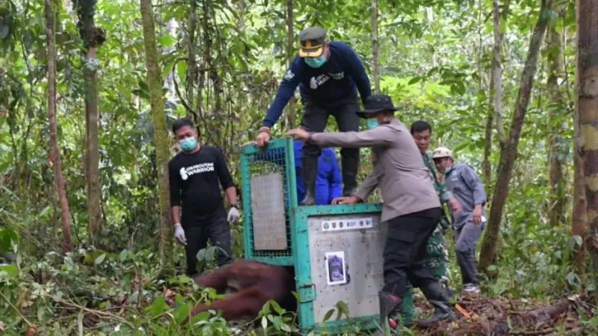 Orangutan hasil rehabilitasi dilepasliarkan ke kawasan Taman Nasional Bukit Baka Bukit Raya (TNBBBR), Kalimantan. Yayasan BOS bersama BKSDA Kalimantan Tengah melepasliarkan lima orangutan yang telah menjalani rehabilitasi selama bertahun-tahun sebelum kembali ke habitat alaminya. (YAYASAN BOS)