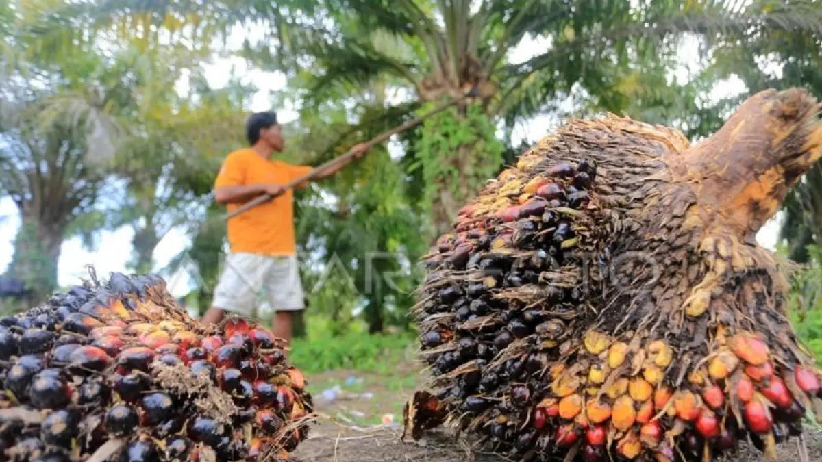 Petani memetik tanda buah segar (TBS) kelapa sawit saat panen di area perkebunan kelapa sawit miliknya di Desa Suak Raya, Johan Pahlawan, Aceh Barat, Aceh, Selasa (23/9/2025). (ANTARA FOTO/Syifa Yulinnas/bar)