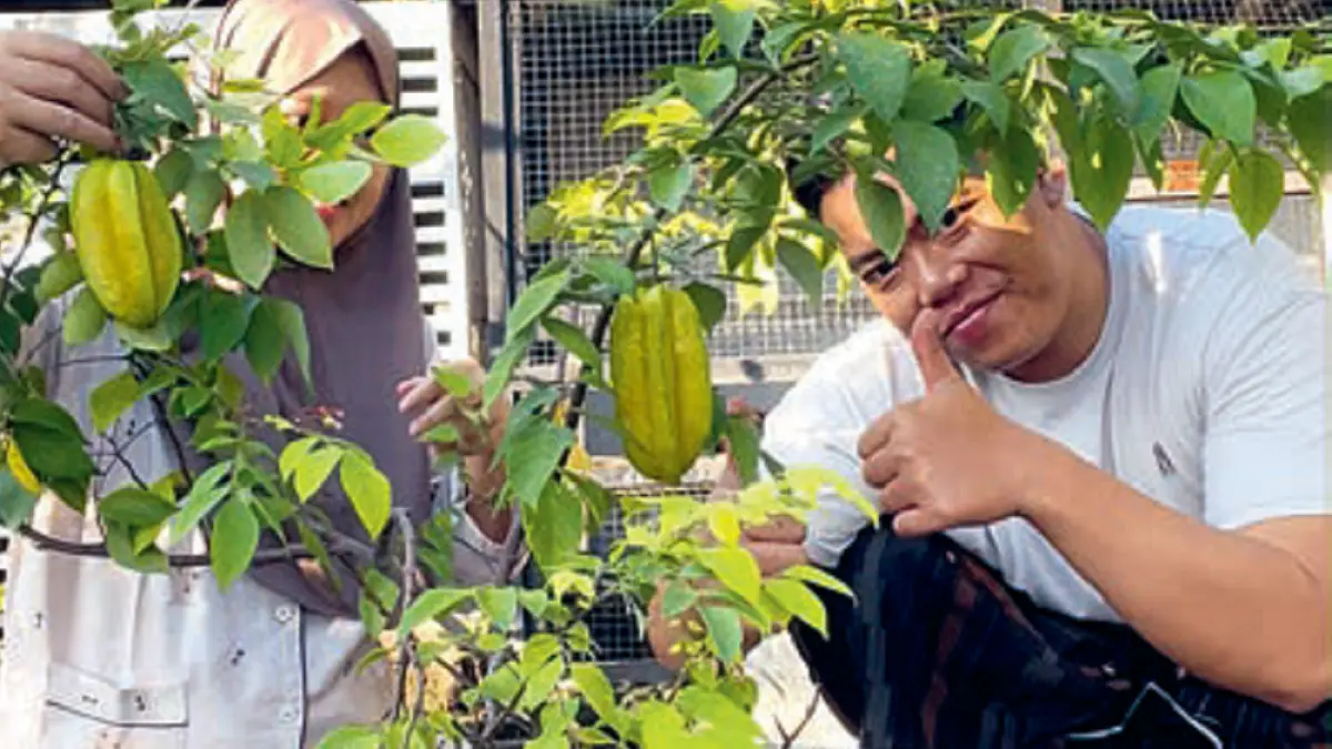 Tanaman belimbing sudah berbuah di rooftop (DOK JAWAPOS)