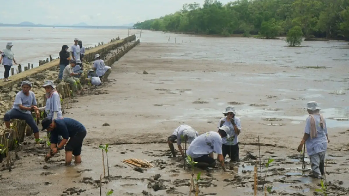 MANGROVE : Sejumlah pihak berkolaborasi melakukan penanaman mangrove di Desa Sungai Kupah beberapa waktu lalu sebagai upaya terus menjaga kelestarian mangrove. HARYADI/PONTIANAKPOST
