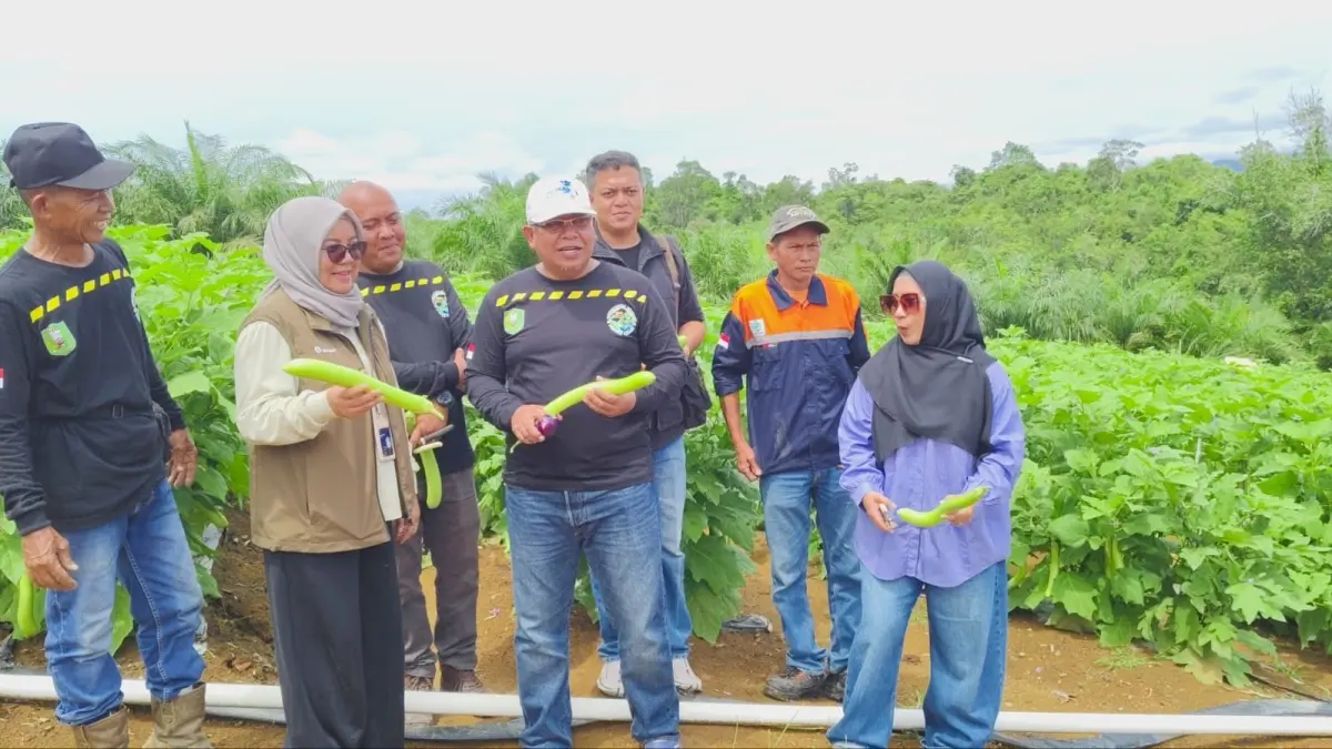 PANEN TERONG: Sekda Sanggau, Aswin Khatib  menghadiri panen terong bersama anggota KPPS di Dusun Piasak, Desa Pedalaman, Minggu (21/06).(IST)