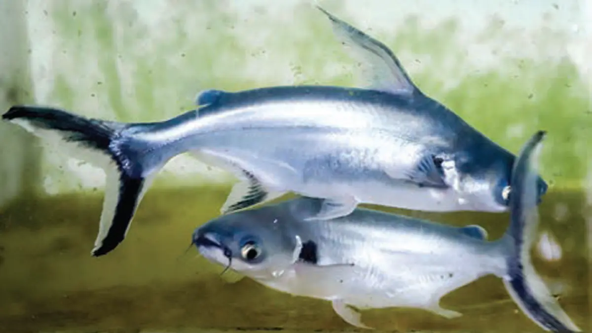 Black ear catfish. (DOK JAWAPOS)