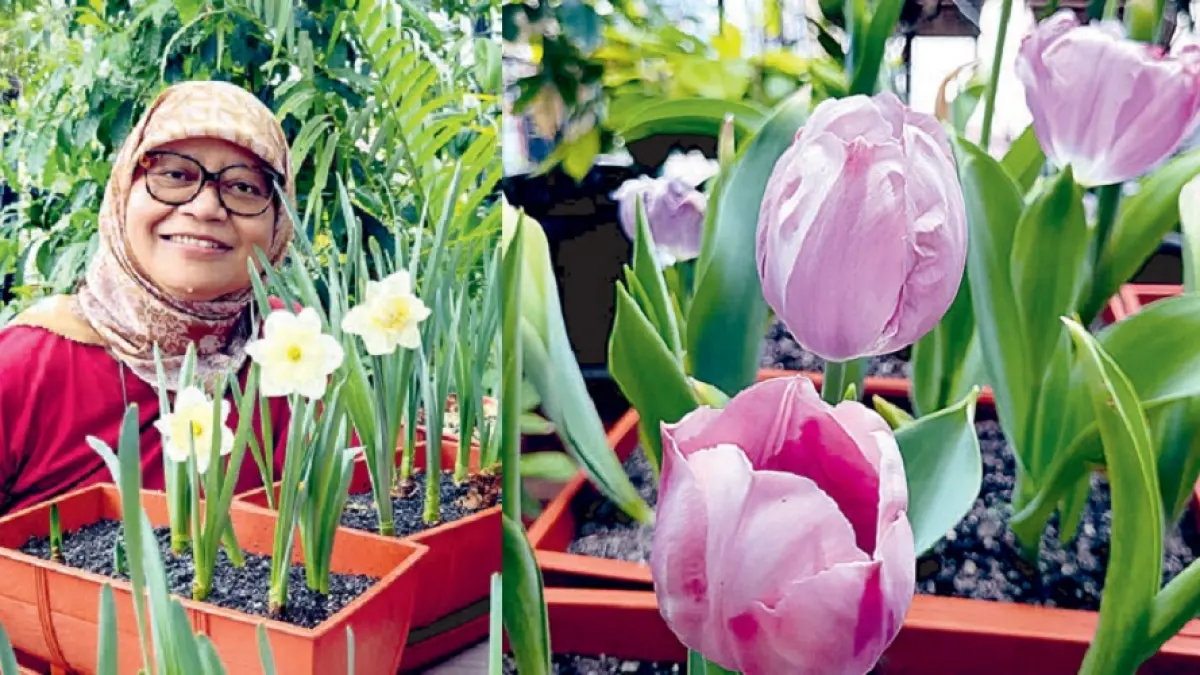Ida mengeluarkan tulip dari kulkas pukul 06.00. Lalu memasukkan kembali pukul 10.00. (DOK JAWAPOS)