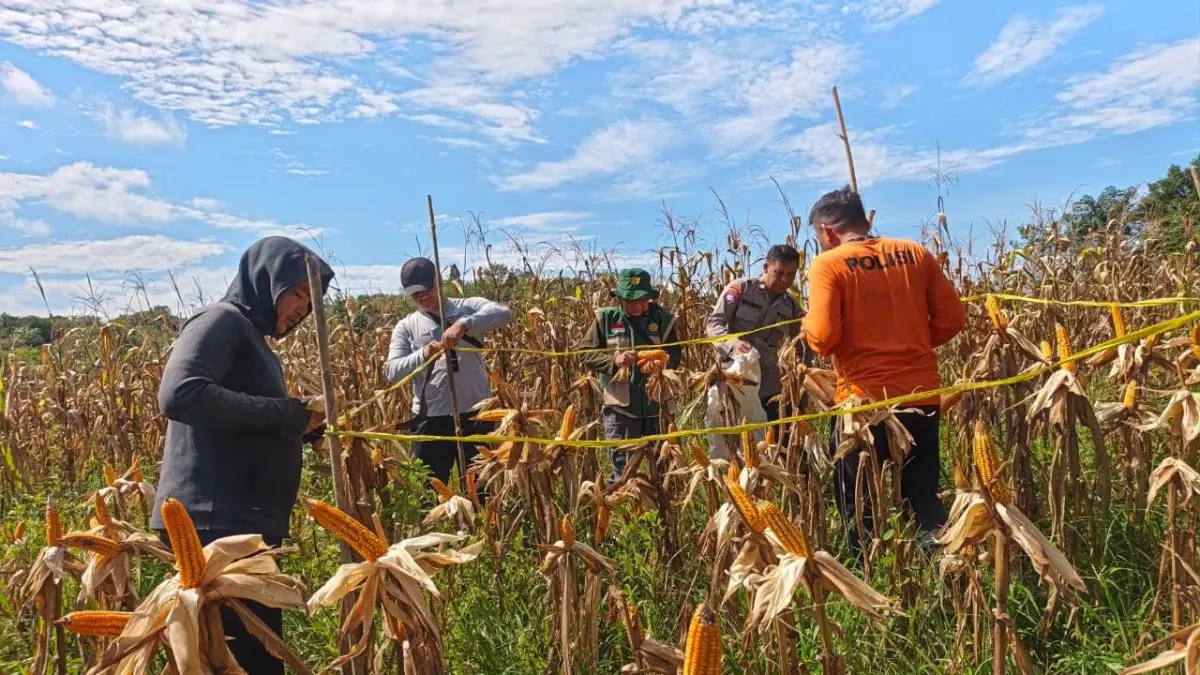 Jajaran Polsek Batang Tarang melaksanakan panen jagung hibrida di lahan demplot Dusun Senyabang, Desa Senyabang, Kecamatan Balai, Sabtu (20/6). (HUMAS POLRES)