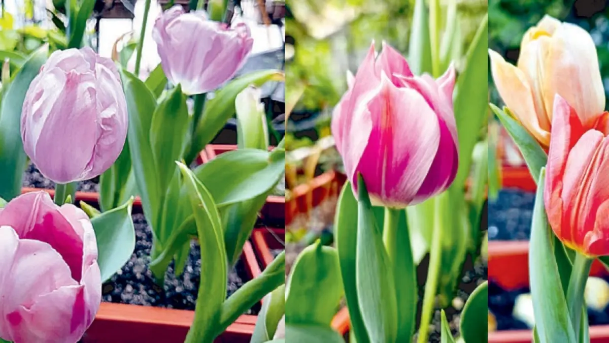 Tulip (DOK JAWAPOS)