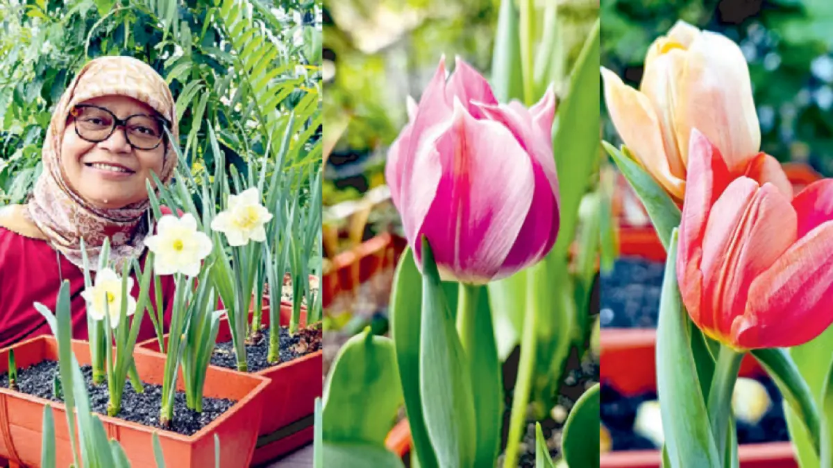 Tulip (DOK JAWAPOS)