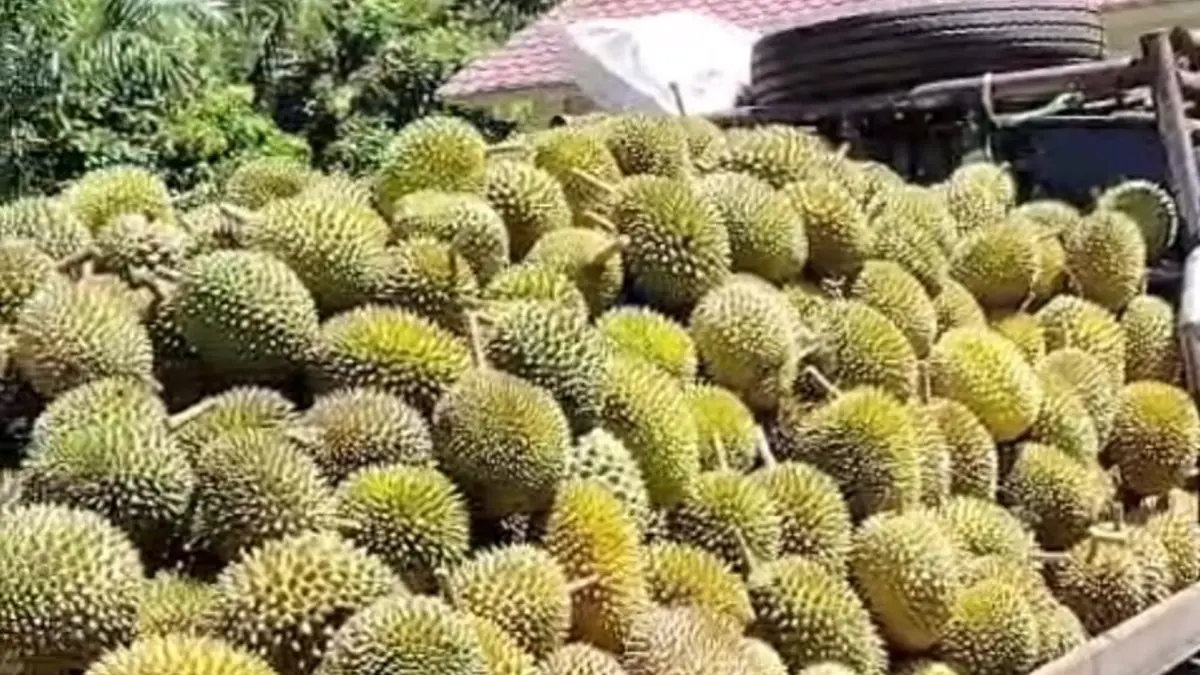 DURIAN : Buah durian hasil kebun warga tidak hanya dipasarkan di wilayah setempat, tetapi juga dijual hingga ke Kabupaten Ketapang.(IST)