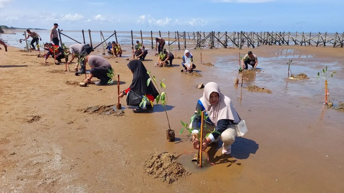 MANGROVE : Sejumlah anggota polisi melakukan penanaman bibit mangrove di kawasan Pantai Pecal, Selasa (23/6).(IST)