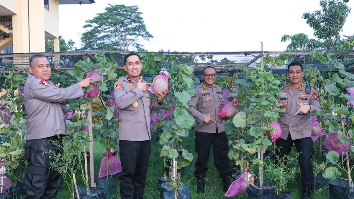 Personel Polda Kalbar menunjukkan tanaman melon pada proyek percontohan budidaya melon di lingkungan Mapolda Kalbar, Jumat (26/6). Program ini disiapkan sebagai model pemanfaatan lahan produktif yang akan dikembangkan hingga desa-desa melalui pendampingan Bhabinkamtibmas guna mendukung ketahanan pangan nasional dan meningkatkan kesejahteraan masyarakat.