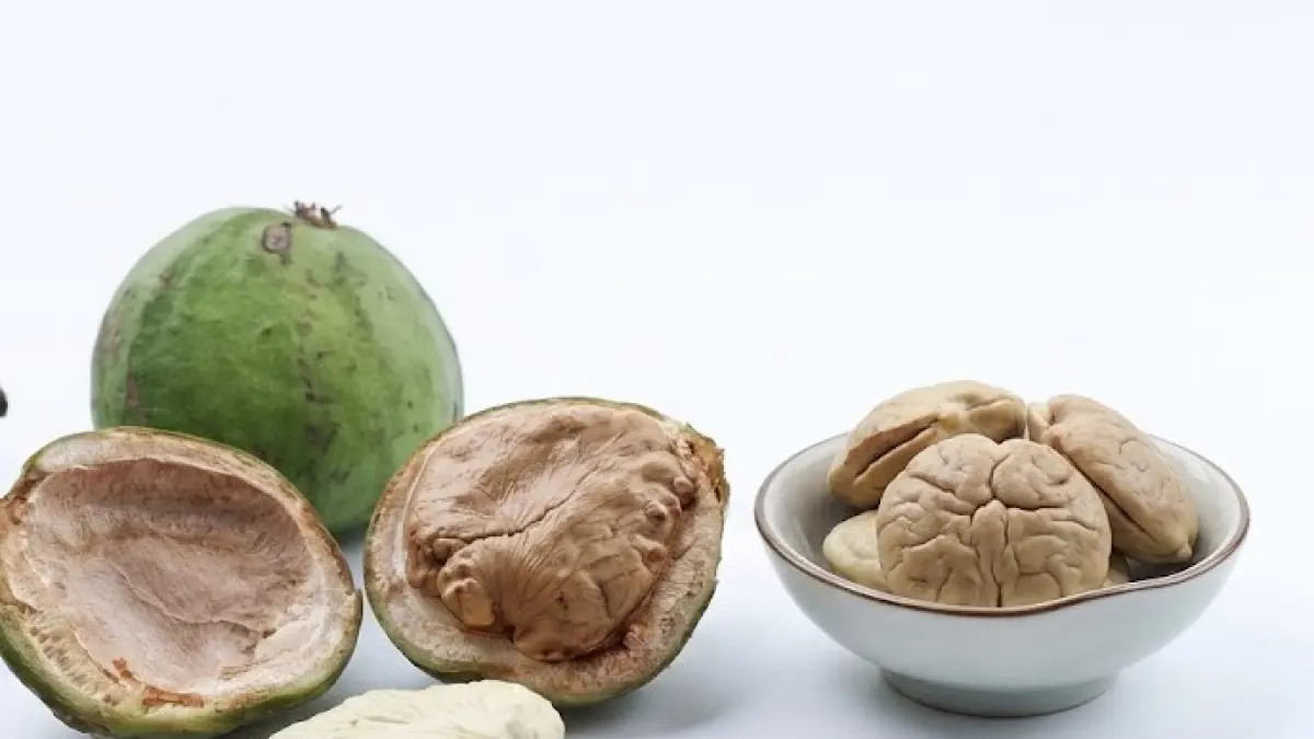 Buah gayam (Inocarpus fagiferus) yang kerap dianggap sebagai tanaman biasa menyimpan potensi sebagai herbal antidiabetes. Dari tanaman lokal ini, dua pelajar SMA di Semarang menghadirkan harapan baru bagi pengembangan terapi diabetes berbasis kekayaan hayati Indonesia.