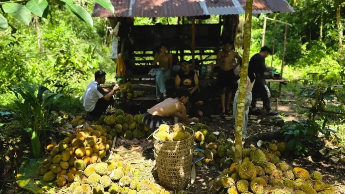 Buah durian di wilayah Sukadana, Kabupaten Kayong Utara mulai berguguran. (ISTIMEWA)
