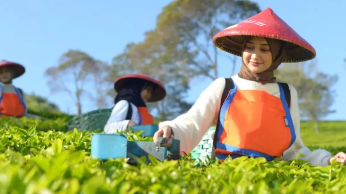 Pemetik teh memanen pucuk teh di salah satu kebun milik PT Perkebunan Nusantara (PTPN) I.(ANTARA/HO-PTPN I)