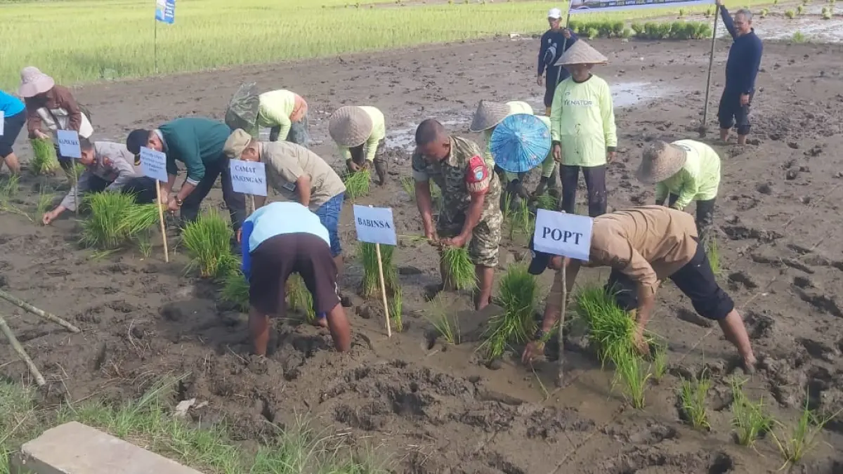 Tanam padi perdana di Desa Kepayang Kecamatan Anjongan.