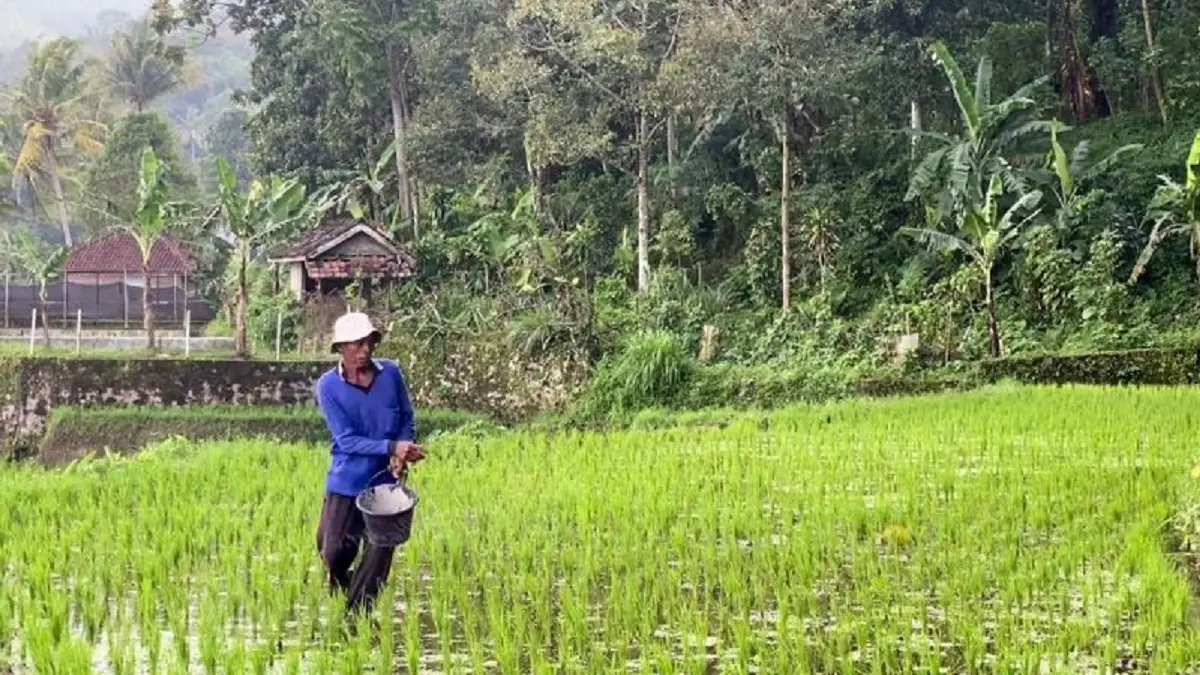 Ilustrasi - Petani menaburkan pupuk bersubsidi. (Kementan)