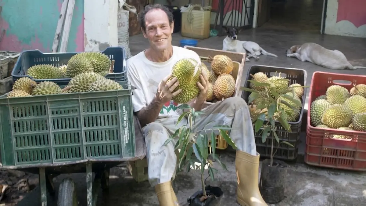 PANEN DURIAN: Seorang petani menunjukkan hasil panen durian dari kebun budidaya di Venezuela. Negara di Amerika Selatan tersebut mulai mengembangkan durian, buah yang berasal dari Asia Tenggara, sebagai komoditas bernilai ekonomi sekaligus bagian dari upaya rehabilitasi lahan terdegradasi dan mitigasi perubahan iklim. (turimiquire.org)