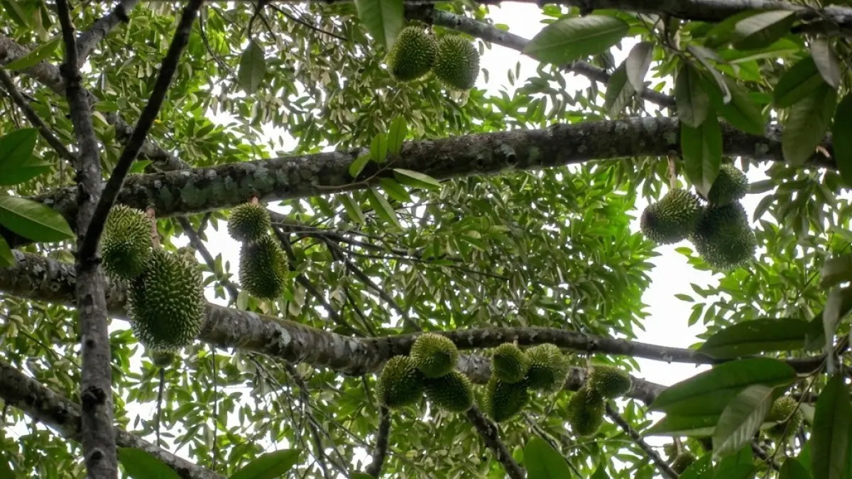 DURIAN BERBUAH: Buah durian tampak menggantung di salah satu pohon budidaya di Venezuela. Keberhasilan durian asal Asia Tenggara berbuah di Amerika Selatan menjadi bagian dari proyek pengembangan hutan durian permanen untuk memulihkan lahan terdegradasi sekaligus membuka peluang ekonomi baru bagi petani setempat. (turimiquire.org)
