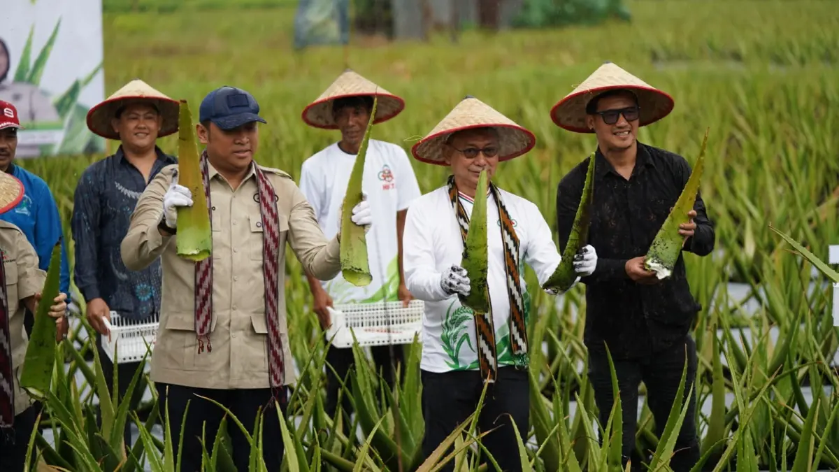 Wali Kota Pontianak Edi Rusdi Kamtono dan Wakil Menteri Pertanian Sudaryono memanen lidah buaya di kawasan sentra hortikultura, Pontianak Utara, Minggu (28/6). (ISTIMEWA)