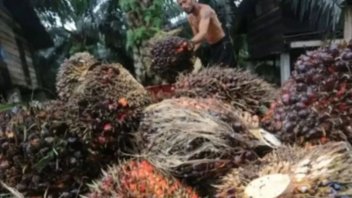 Ilustrasi - Petani mengangkut tandan buah segar (TBS) kelapa sawit. (ANTARA/Syifa Yulinnas)