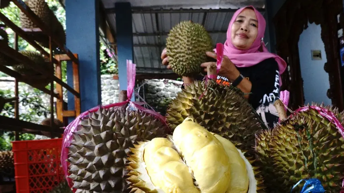 Mengenal 6 jenis durian populer di Indonesia, cita rasanya berbeda-beda. (ANTARA)