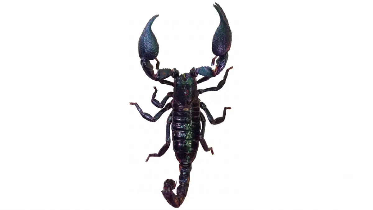 Kalajengking (DOK JAWAPOS)