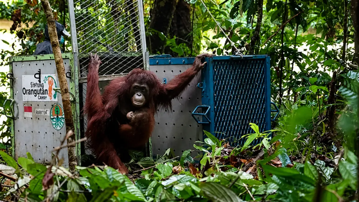 PELEPASLIARAN ORANGUTAN: Tim BKSDA Kalimantan Barat bersama mitra melepas lima Orangutan Kalimantan hasil rehabilitasi di Taman Nasional Betung Kerihun, Kapuas Hulu, Selasa (30/6). Program pelepasliaran ini bertujuan memperkuat populasi spesies yang berstatus Kritis (Critically Endangered) di alam liar. Foto: Istimewa