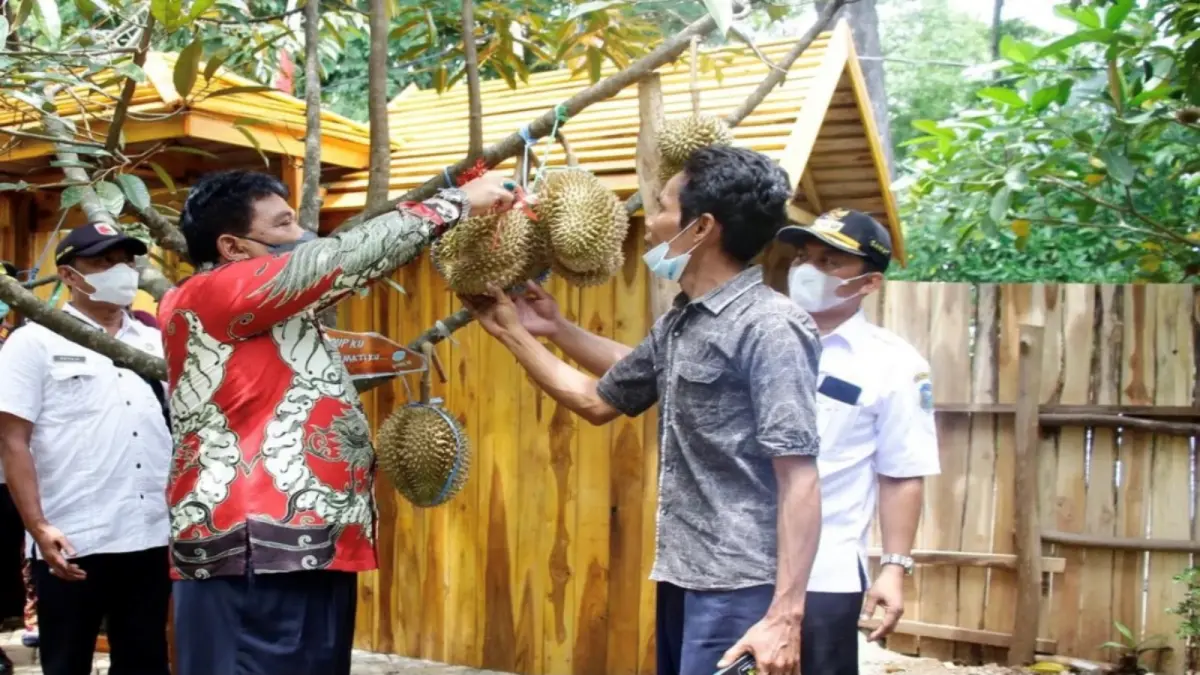 Agro Wisata Jatiarum, Obyek wisata ini layak dikunjungi, karena wisatawan selain disuguhi panorama alam yang indah, juga bisa memetik langsung durian dan dinikmati di kebun. (WIRADESA)