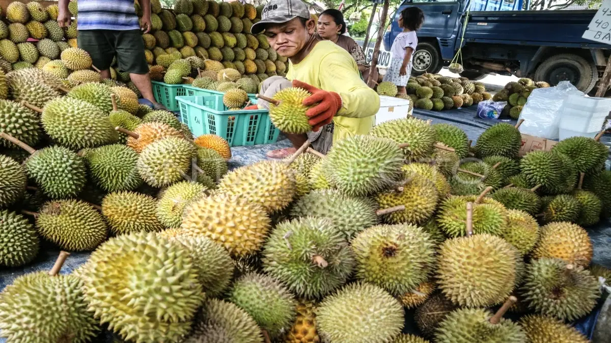 Ilustrasi berkah melimpah bagi petani dan pedagang durian pada musim durian tahun ini. (ANTARA)