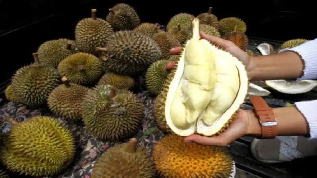 Buah durian dijuluki raja buah ternyata banyak manfaatnya 