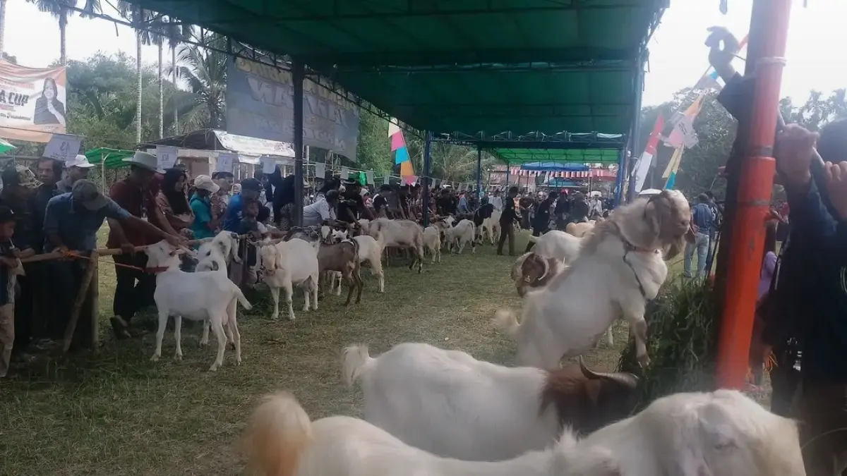 Peternakan Kambing 
