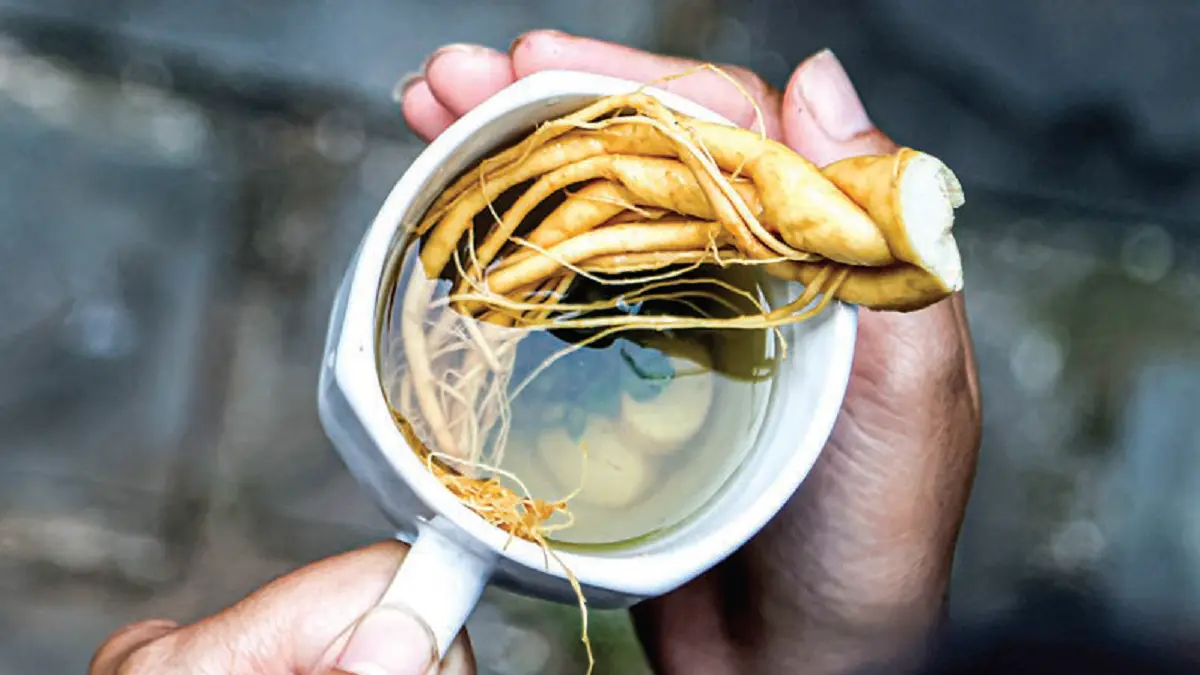 Gingseng (DOK JAWAPOS)