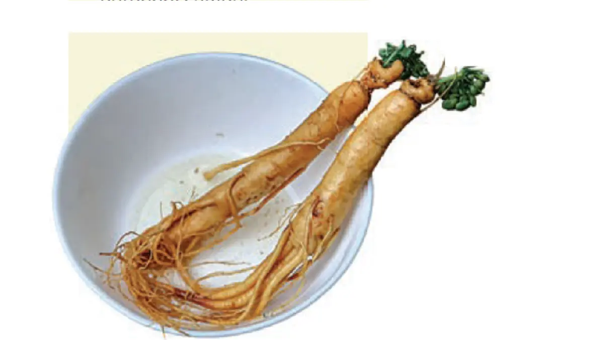 Gingseng (DOK JAWAPOS)