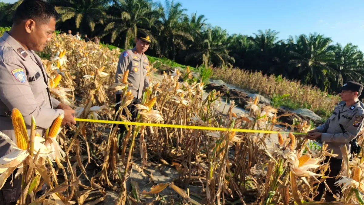 Kapolsek MHU, IPTU Ruswanto, hadir langsung dalam panen jagung hibrida, Selasa (7/7) sore.(IST)
