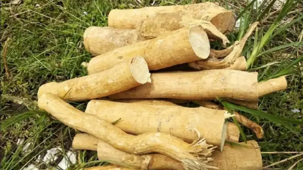 Tongkat ali (KALTIM POST/JAWAPOS GRUP)
