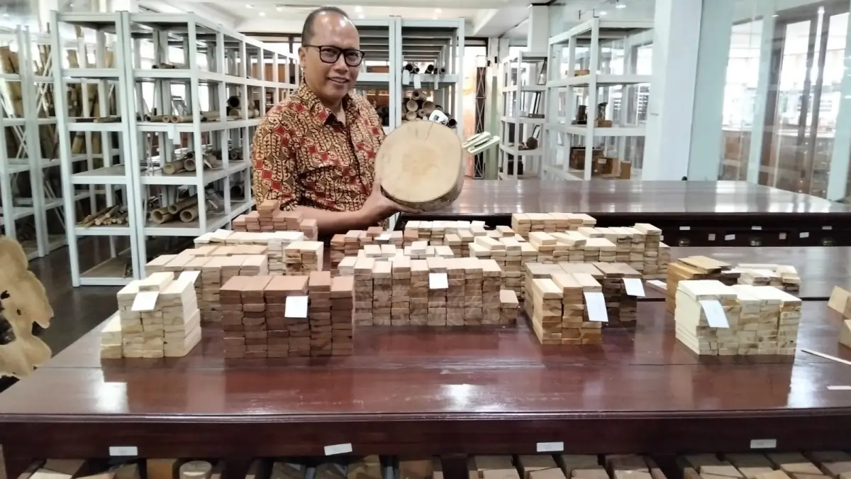 Direktur Iuran dan Penatausahaan Hasil Hutan Kemenhut Krisdianto menunjukkan beberapa koleksi di Perpustakaan Kayu Xylarium Bogoriense di Kota Bogor, beberapa waktu lalu. (Hilmi Setiawan/Jawa Pos)