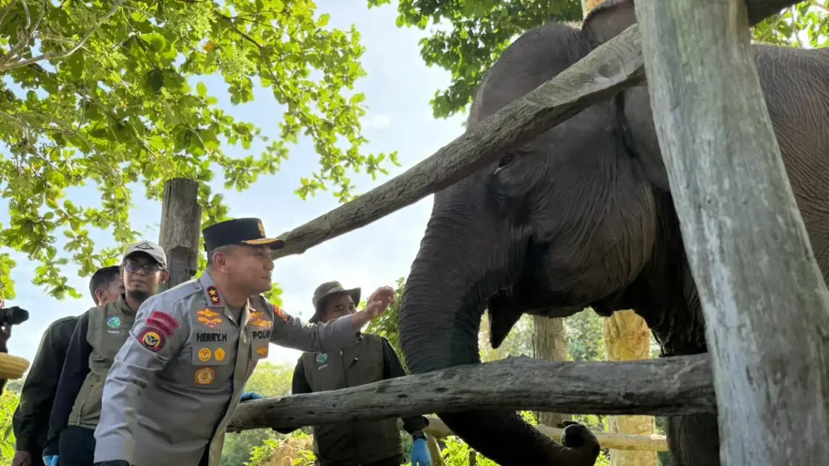 Kapolda Riau Irjen Herry Heryawan bersama anak gajah yang diberi nama Nona Seroja di Tesso Nilo, Kamis (11/6). (Istimewa)