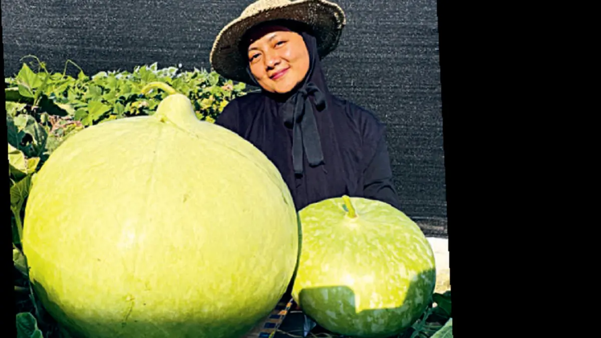 Buah African drum gourd yang berhasil dipanen di Indonesia. (DWI ATIKA SARI/DOK JAWAPOS)