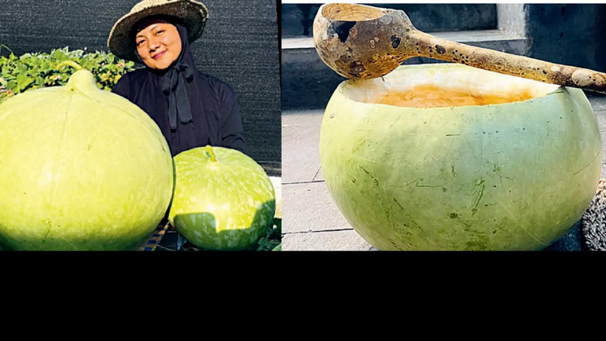 Buah African drum gourd yang berhasil dipanen. (DWI ATIKA SARI/DOK JAWAPOS)