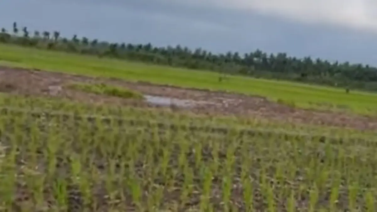 Para petani Desa Serunai, Kecamatan Salatiga yang sedang menjalani musim tanam khawatir akan nasib tanaman mereka lantaran cuaca panas dan hujan yang tak kunjung turun. 

