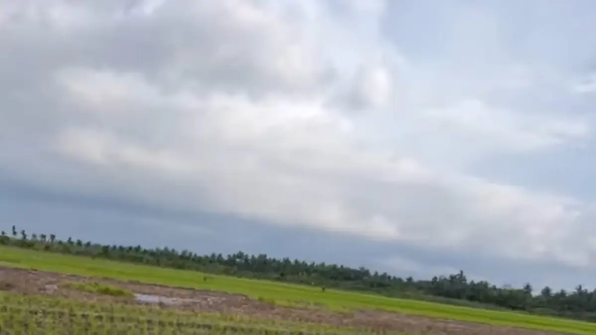 : Kondisi sawah yang ada di Kabupaten Sambas, dimana saat ini terancam dengan kondisi cuaca panas yang terjadi.