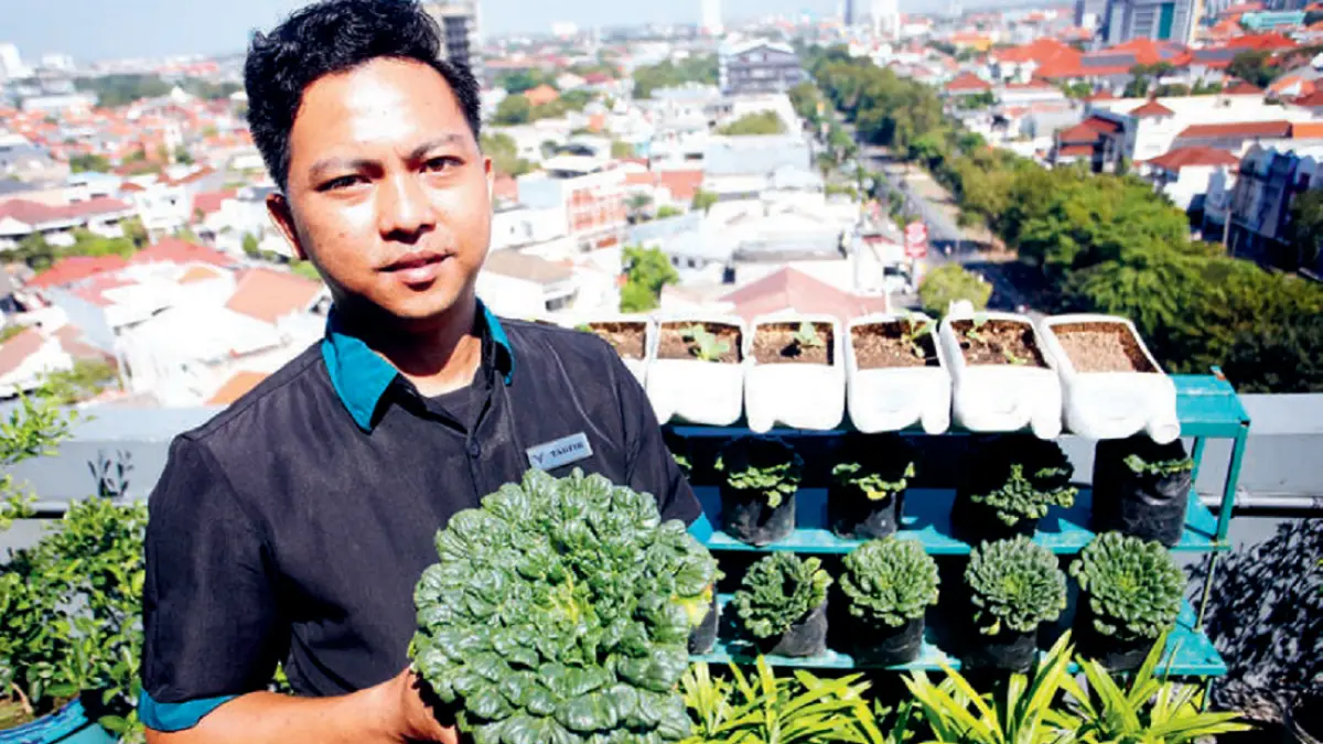 Mochammad Taufik menunjukkan sawi pagoda berusia empat pekan. (ANGGER BONDAN/DOK JAWA POS)