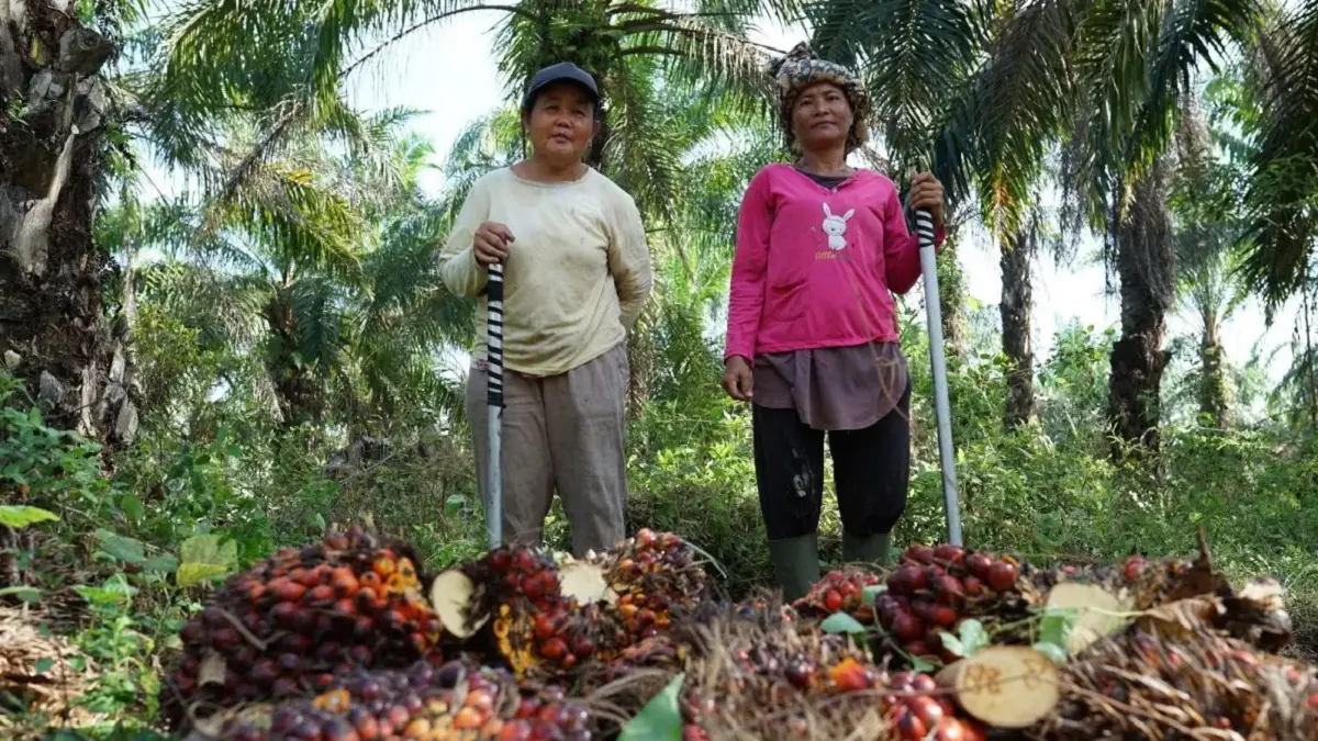 Ilustrasi - Petani sawit swadaya. (Antara)