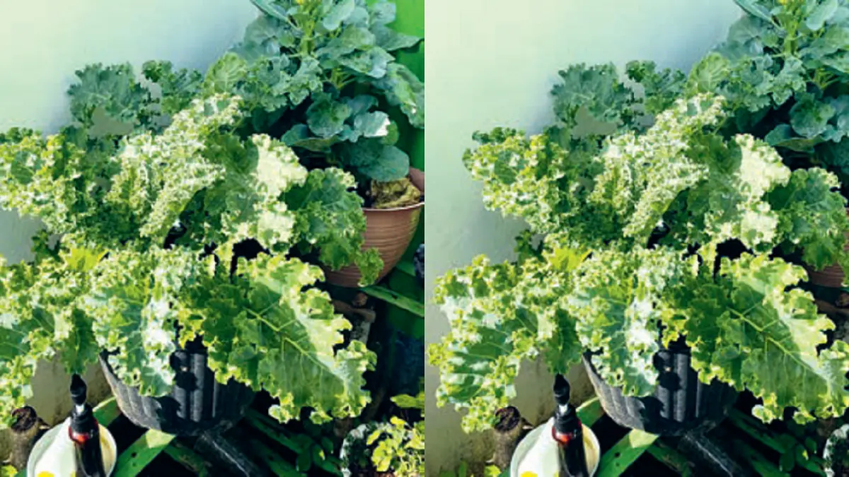 Curly kale dapat ditanam di pot atau polybag dengan diameter minimal 30 sentimeter agar perkembangan akarnya tidak terhambat. (DOK JAWAPOS)